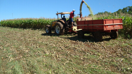 Colheita de Silagem