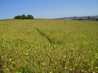 Lavoura de Soja
