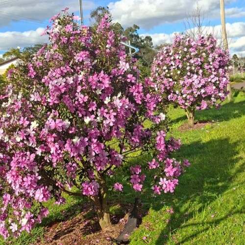 flores-deixam-barra-funda-ainda-mais-bonita-e-acolhedora